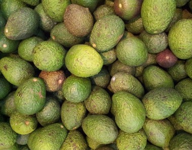 aguacate mexico