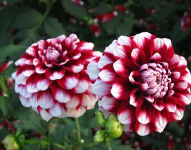 dalia flor nacional mexico