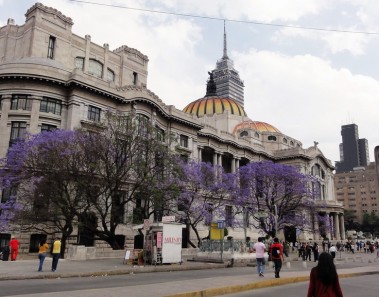 jacarandas ciudad de mexico df