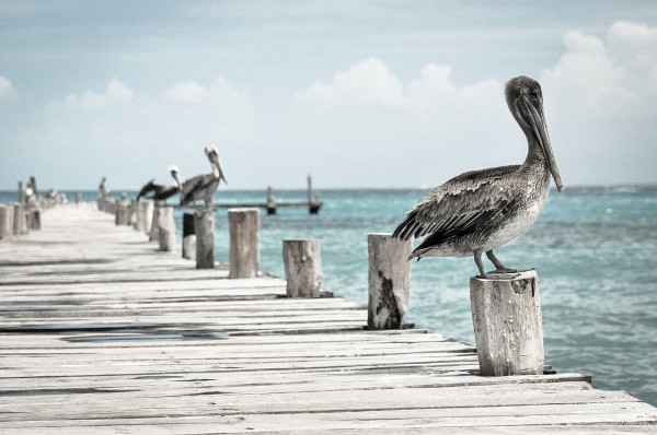 pelicanos en el muelle cancun yucatan