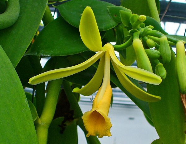orquidea vainilla