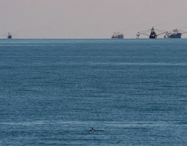 vaquita marina golfo de mexico