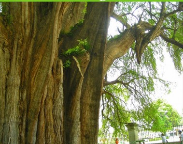 Árbol del Tule en Oaxaca | El árbol más antiguo de México