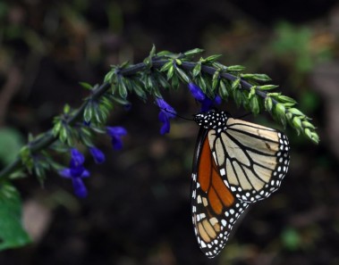 mariposa monarca mexico