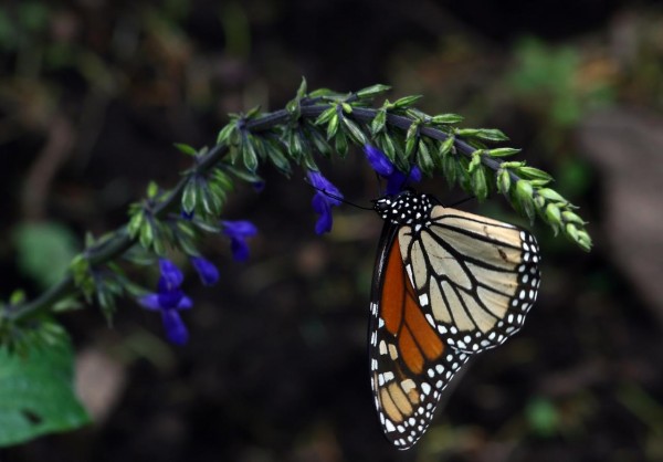 mariposa monarca mexico