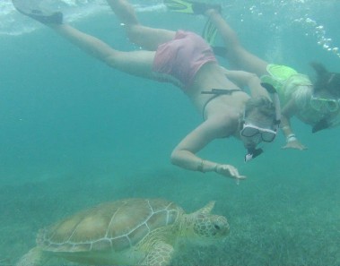 mexico tortugas marinas