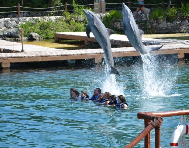 nadar con delfines mexico