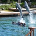 nadar con delfines mexico
