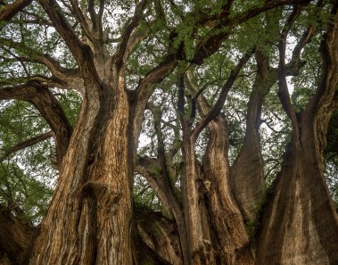 santa maria del tule oaxaca arbol