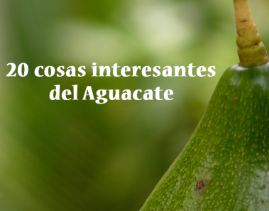 cosas interesantes del aguacate