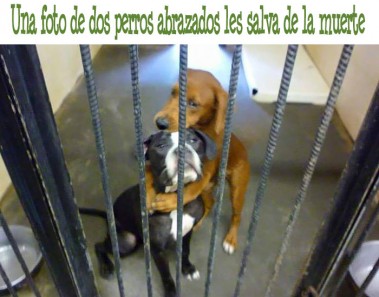 abrazo perros refugio