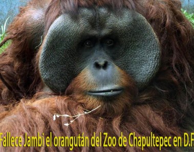 chapultepec jambi orangutan