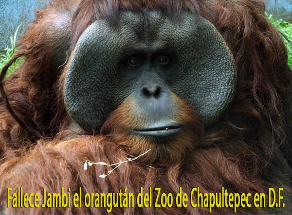 chapultepec jambi orangutan