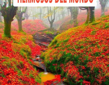 Los 10 árboles mas hermosos del mundo
