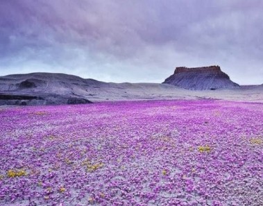 Mar de Flores en Badlands, Utah