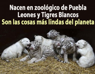 Nacen en zoológico de Puebla leones y tigres blancos. Son las cosas más lindas del planeta.
