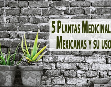 5 Plantas Medicinales Mexicanas y su uso
