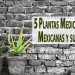 5 Plantas Medicinales Mexicanas y su uso