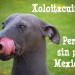 xoloitzcuintle perro sin pelo mexicano