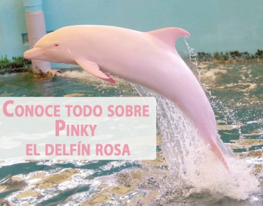 pinki delfin de color rosa