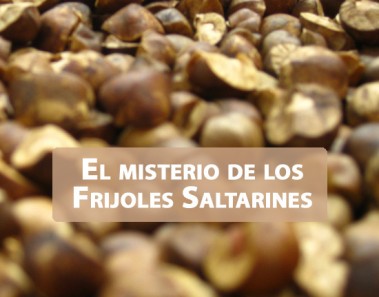 frijoles saltarines
