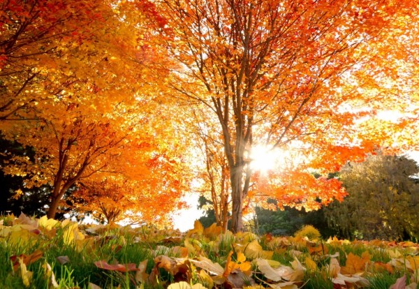 fotos e imagenes de paisajes para disfrutar del otoño