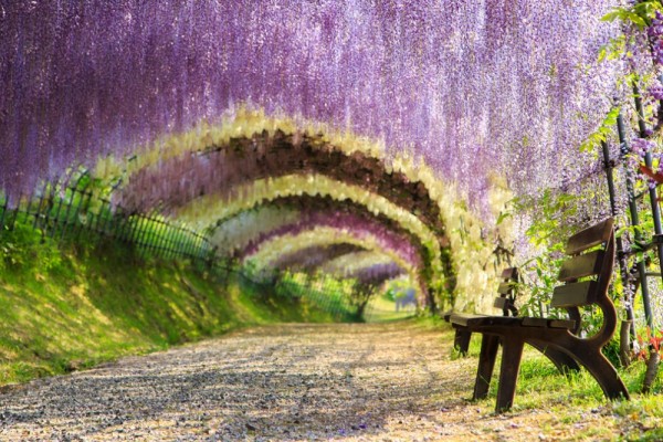 Túnel de flores Wisteria, Japón
