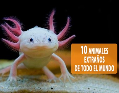 10 animales extraños de todo el mundo