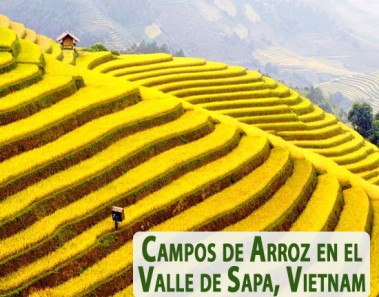 Campos de Arroz en el Valle de Sapa en Lao Cai, Vietnam