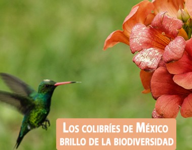 Colibríes de México y Norteamerica