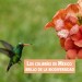 Colibríes de México y Norteamerica