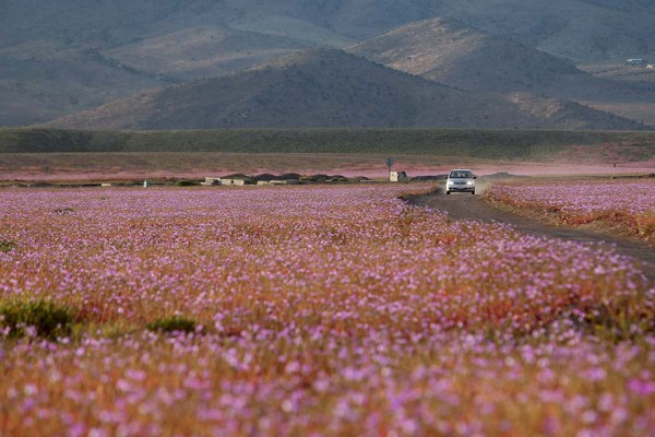 desierto atacama flores primavera