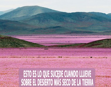 Esto es lo que sucede cuando llueve sobre desierto más seco de la Tierra