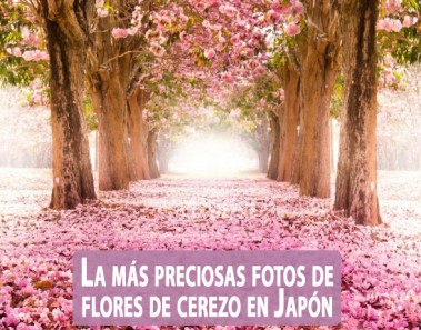 La más preciosas imagenes de flores de cerezo en Japón