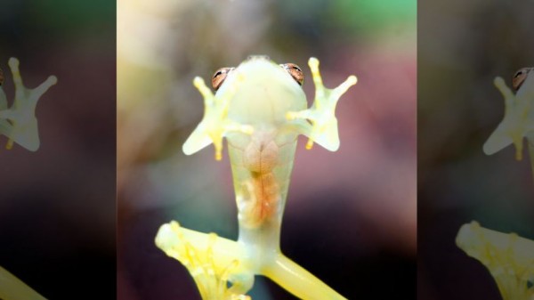 Rana de Cristal Hyalinobatrachium colymbiphyllum 