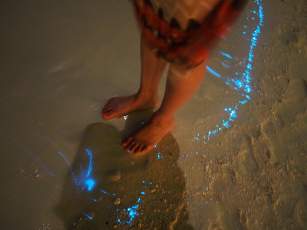 vaadhoo islas maldivas bioluminescent phytoplankton