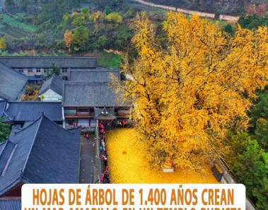 arbol ginkgo 1400 años china templo budista
