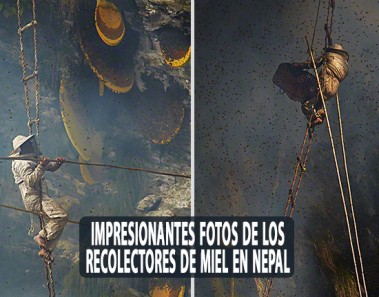 Impresionantes fotos de los recolectores de miel en el Himalaya, Nepal