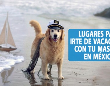 Lugares para irte de vacaciones con tu perro en México