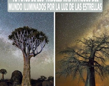 Los árboles más antiguos del mundo iluminados por la luz de las estrellas