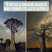 Los árboles más antiguos del mundo iluminados por la luz de las estrellas