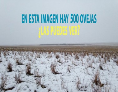 efecto optico truco foto 500 ovejas