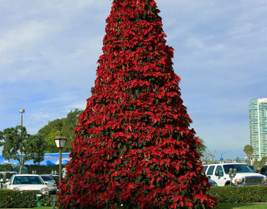 La flor de Nochebuena, historia de un símbolo de la Navidad
