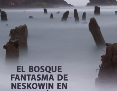El bosque fantasma de Neskowin en Oregón
