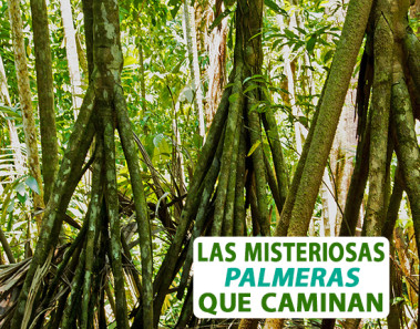 Las misteriosas palmeras que caminan