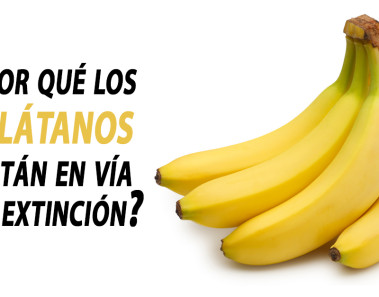 ¿Por qué los plátanos están en vía de extinción?
