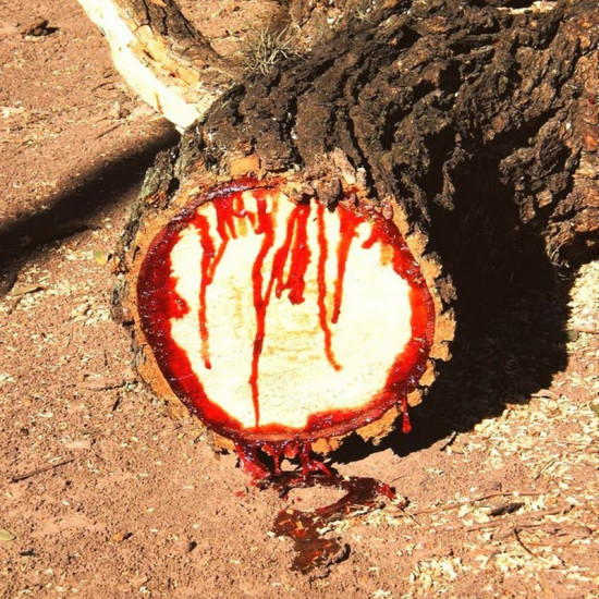 arbol bloodwood que sangra