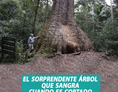 arbol bloodwood