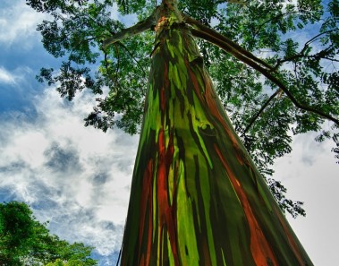 Eucalipto del arco iris, Hawái