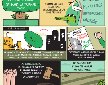 historia paso a paso manglar tajamar